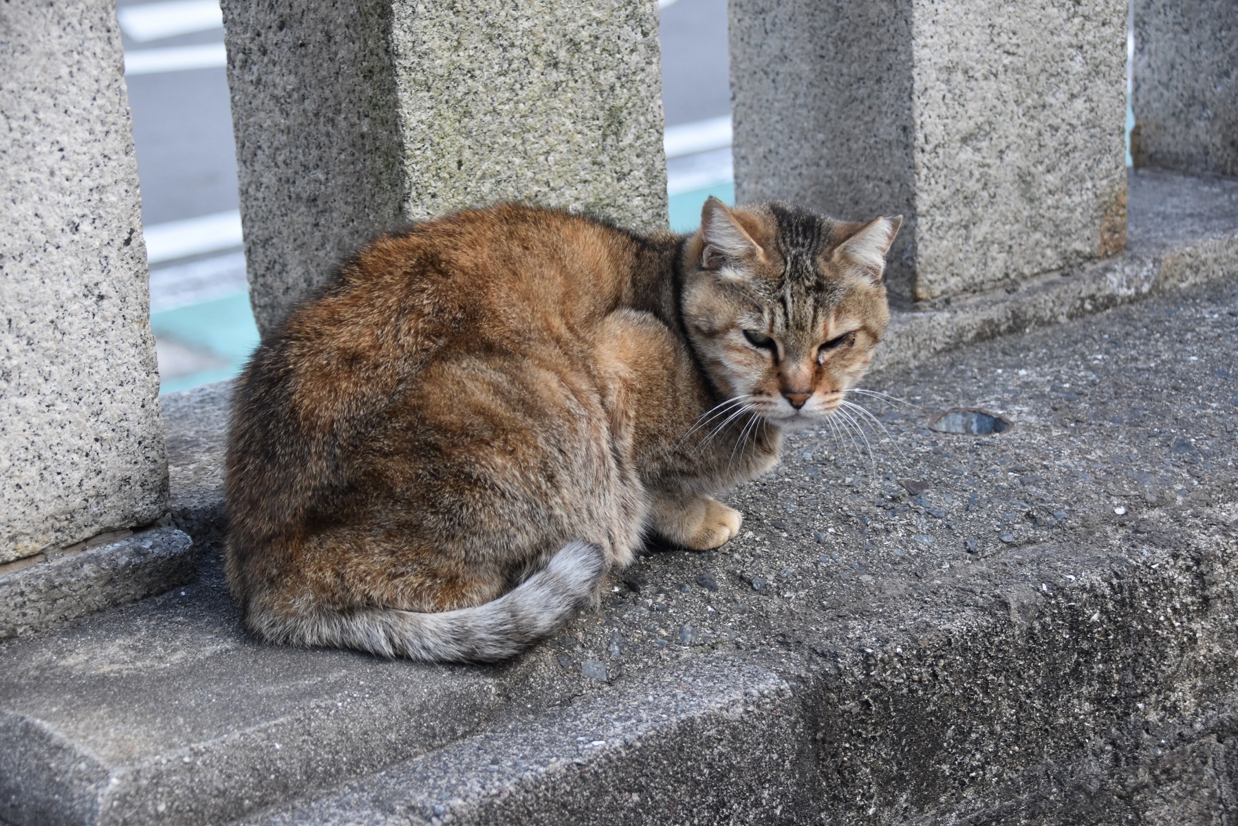 大津神社 大阪府泉大津市 Osaka Sirokichies Blog