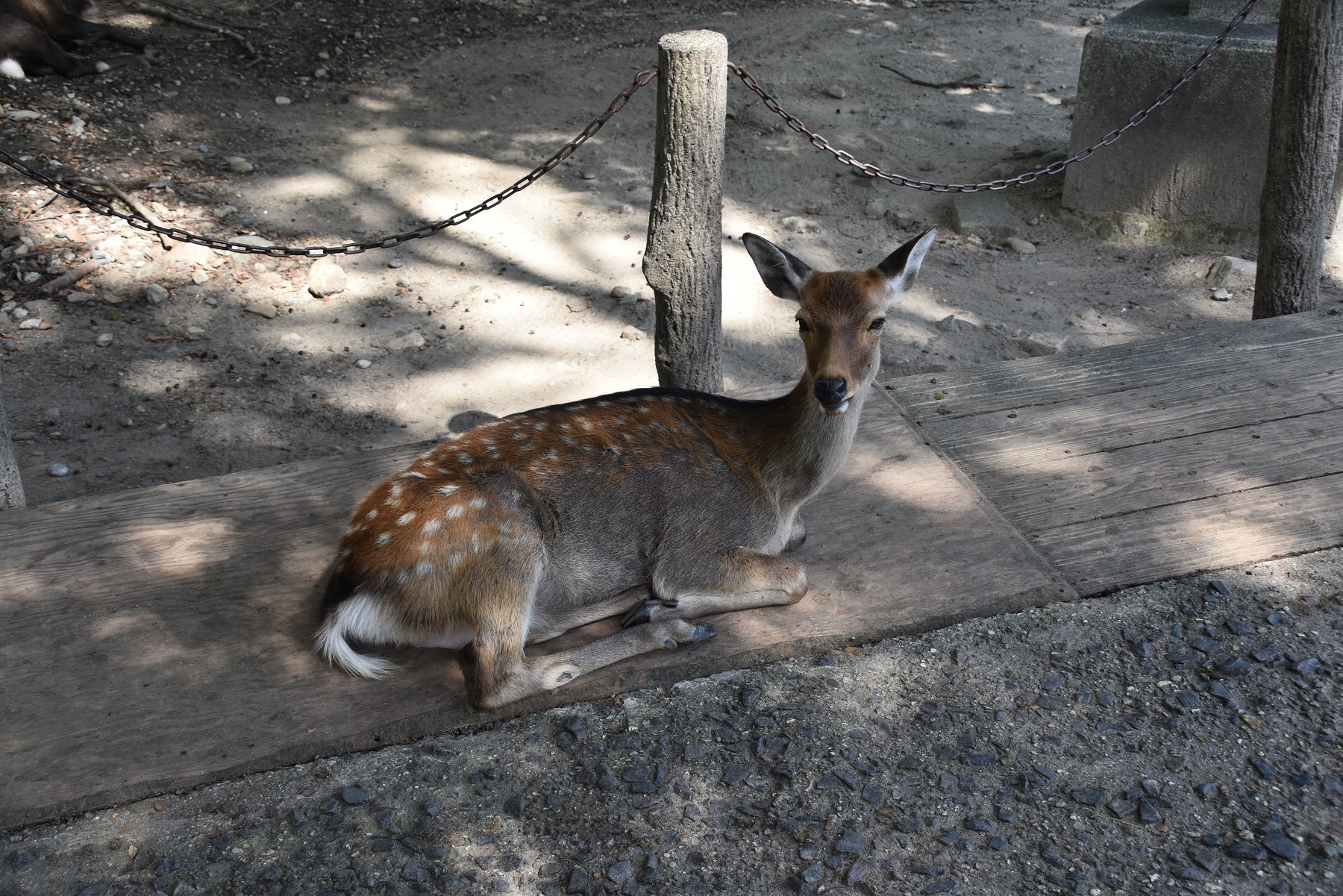 DSC_0884.JPG